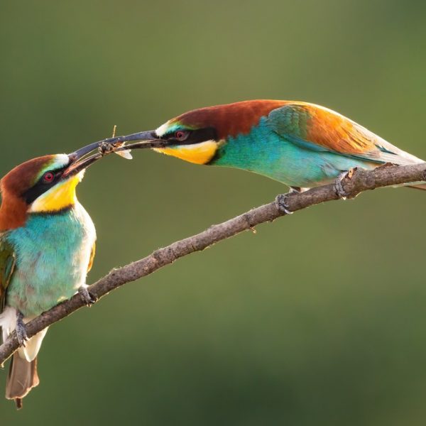 עששת של הגיל הרך עששת של הגיל הרך